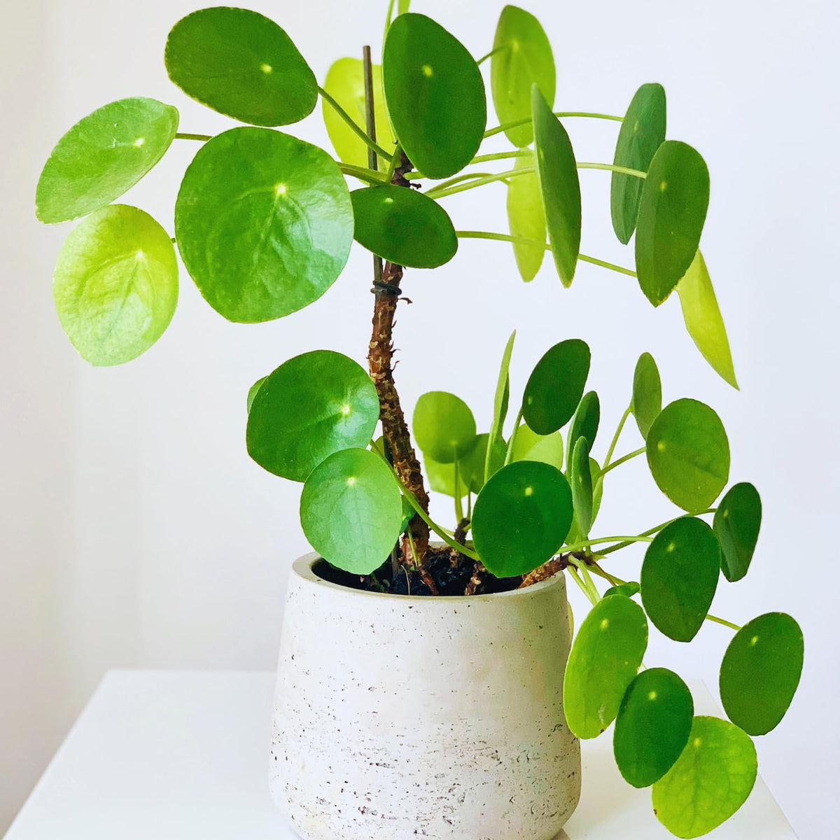 Money Live Plant, Pilea Peperomioides Houseplant, 2 Inch Pot