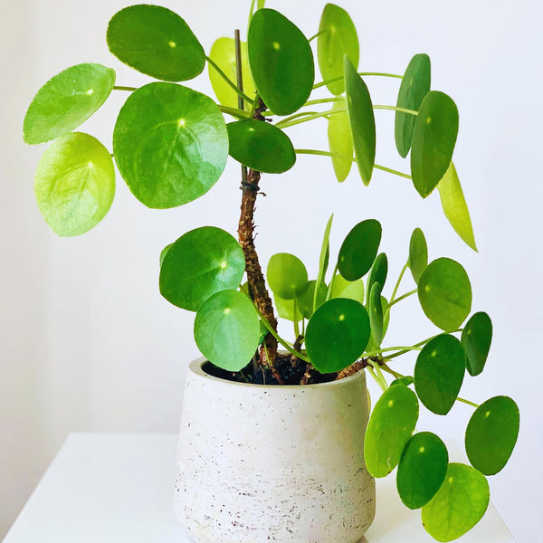 Money Live Plant, Pilea Peperomioides Houseplant, 2 Inch Pot