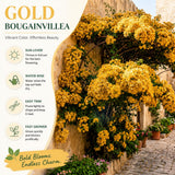 2 Yellow Bougainvillea Live Plants, Ornamental Vine Plant, 4-6 Inch Tall