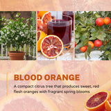 Orange Tree Live Plant, Blood Orange Tree, 1-2 Ft Tall