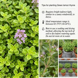 2 Live Thyme Plants, Outdoor Garden Plant, 4-6 Inch Tall