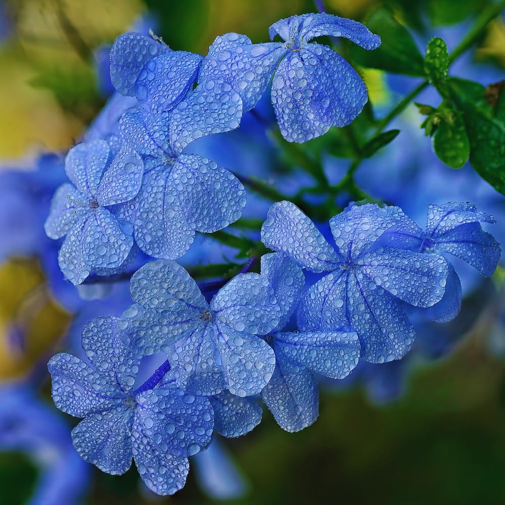 3 Blue Plumbago Live Plants, Well-Rooted Starter Plant, 5-7 Inch Tall