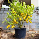 Meyer Lemon Tree Live Plant, 1 Gallon Pot