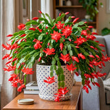 Red Live Holiday Cactus Plant, Well-Rooted Houseplant, 5-9 Inch Tall