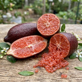 Red Finger Lime Tree, Finger Lime Fruit Tree, 1 Gallon Pot