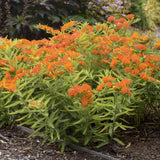 2 Orange Milkweed Plants Live, Patio Container Plant, 4-6 Inch Tall
