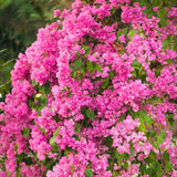 Pink Bougainvillea Plant Live, Patio Flower Vine, 4-6 Inch Tall, 4" Pot