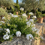 2 White Plumbago Live Plants, Well-Rooted Starter Plant, 4-6 Inch Tall
