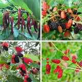 2 Pakistan Mulberry Tree Live Plant, Edible Fruit, 6-8 Inch Tall