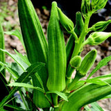2 Green Okra Plants Live, Vegetable Start Plant for Home Garden, 4 Inc Pot