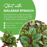 Red Spinach Plant Live, Live Starter Plant, 4-6 Inch Tall