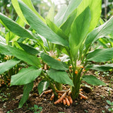 2 Turmeric Live Plants, 4-6 Inch Tall
