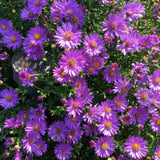 Lilac Blue Aster Live Plant 3-5" Tall, Vibrant Lilac Blue Aster Plant