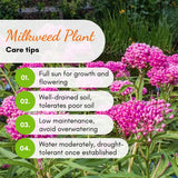 2 Pink Milkweed Live Plants, Patio Container Plant, 4-6 Inch Tall