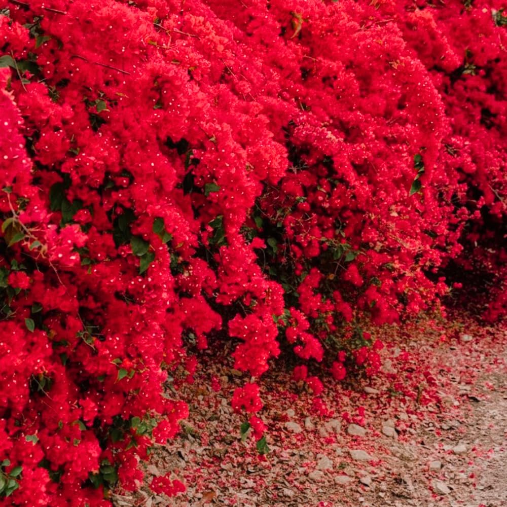 Red Bougainvillea Live Plant, Flowering Vine, 6-8 Inch Tall, 4 Inch Pot