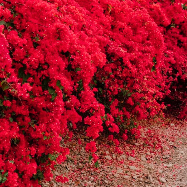 Red Bougainvillea Live Plant, Flowering Vine, 6-8 Inch Tall, 4 Inch Pot