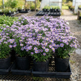 Lilac Blue Aster Live Plant, Flowering Garden Plug, 3-5 Inches Tall