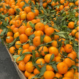 Grafted Sweet Tangerine Tree Plant 2-3 Feet Tall