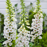 2 White Foxglove Plants Live, 2-6 Inch Tall, 3 Inch Pot