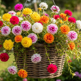 4 Mixed Portulaca Live Plants, Patio Container Plant, 3-5 Inch Tall