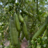Green Live Finger Lime Plant, Lime Tree Live, 1-2 Ft Tall, Gallon Pot