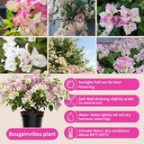 Set 2 White Pink Bougainvillea Live Plant 5-7 Inch Tall