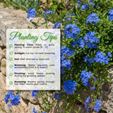 2 Blue Plumbago Plants Live, Well-Rooted Starter Plant, 4-6 Inch Tall