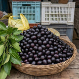 Black Jambul Plum Live Plant, Outdoor Garden Fruit Tree, 4 Inch Pot