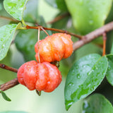 Cherry Fruit Live Tree, Ready to Grow Plant, 4-6 Inch Tall