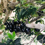 Black Jaboticaba Tree Plant Live, Well-Rooted Fruit Tree, 1 Ft Tall