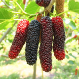 2 Pakistan Mulberry Tree Live Plant, Edible Fruit, 6-8 Inch Tall