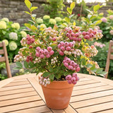 2 Pink Lemon Blueberry Plant Live, Blueberry Bushes Plant, 4-7 Inch Tall