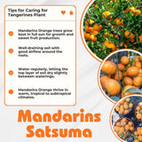 Grafted Satsuma Mandarin Tree Live 2-3 Feet Tall
