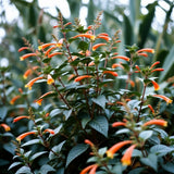 2 Orange Cuphea Plant 5-7 Inch Tall