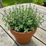 2 Thyme Live Plants, Outdoor Garden Plant, 4-6 Inch Tall