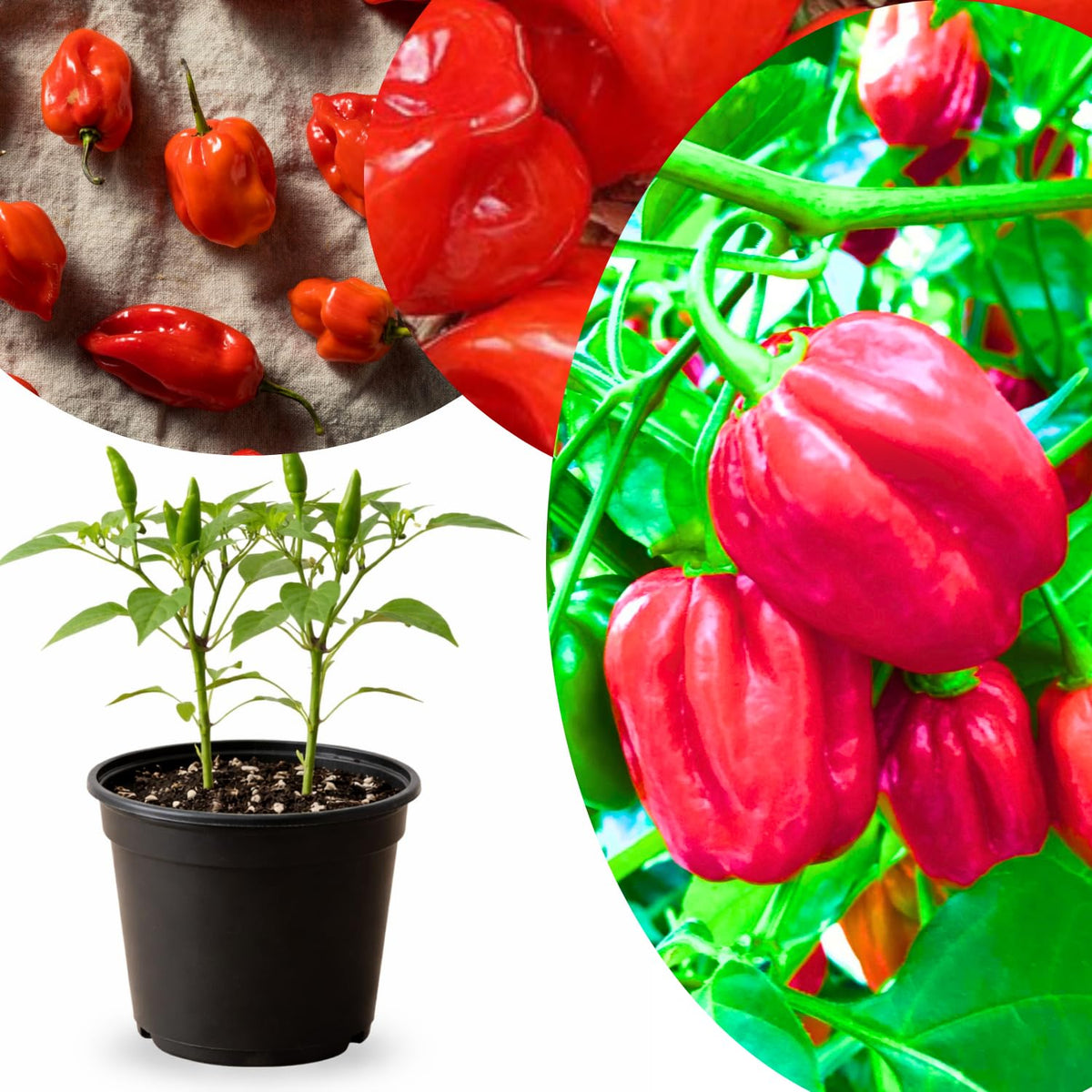 Red Habanero Pepper Plant Live, Garden Plant, 4-7 Inch Tall, 4 Inch Pot
