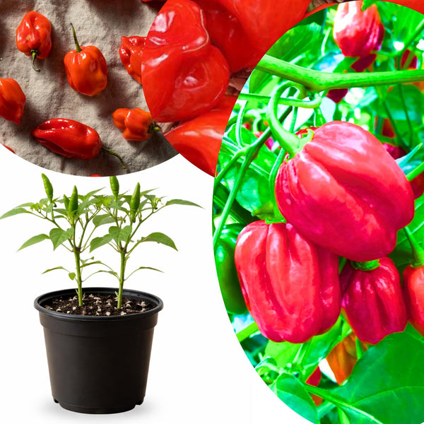 Red Habanero Pepper Plant Live, Garden Plant, 4-7 Inch Tall, 4 Inch Pot