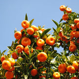 Orange Mandarin Live Plant, Home Garden Plant, 1 Gallon Pot