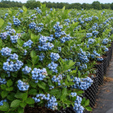 2 Biloxi Blueberry Plants Live for Planting, 4-6 Inc Tall, Sweet Blueberry Bushes Live Plant, Fruit Tree, High Yielding, No Pot