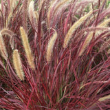 Combo 2 Red Fountain Grass Live Plants 4-6 Inch