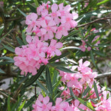 Set 2 Live Pink Oleander Plant, 4 to 6 Inch Tall