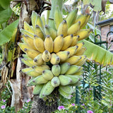 Kokopo Live Banana Plant, Hardy Garden Plant, 4-6 Inch Tall