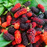 Red Mulberry Tree Plant Live, Live Starter Plant, 4-6 Inch Tall