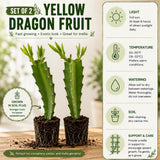 2 Yellow Dragonfruit Live Plants, Dragon Fruit Live, 3-6 Inch Tall