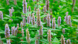 6 Mixed Mint Herb Live Plants, 4-6 Inch Tall