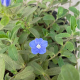 2 Blue Evolvulus Live Plants, Garden Plant, 4-6 Inch Tall