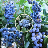 2 Springhigh Blueberry Plants Live, Berry Tree Seedling, 4-6 Inch Tall