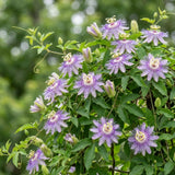 2 Purple Live Passion Flower Plants, Home Garden Plant, 4-7 Inch Tall