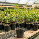Pomegranate Live Plant, Pomegranate Tree, 8-10 Inch Tall, 4 Inch Pot