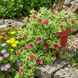 Assorted Ice Plant Succulent Live Plant, Garden Ground Cover, 4 Inch Pot